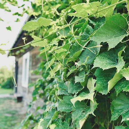 Bliska Wioska- Dom בקתה *