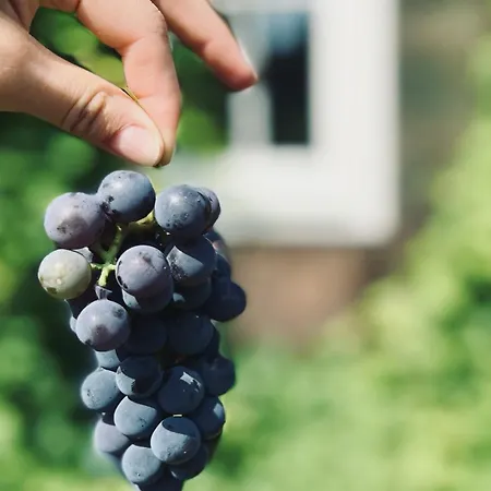 Bliska Wioska- Dom Kuchary Zydowskie